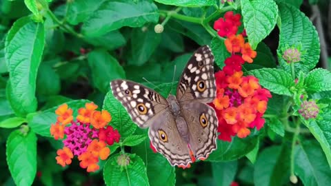 Daily 10-Minute Mindfulness Meditation- Butterflies