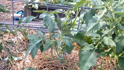 June 1, 2024 Garden Update