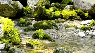 Nature Sounds - The Breadth of Flowers in the Creek