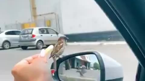 fast bird