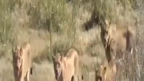 Pride of lions attacking a Buffalo