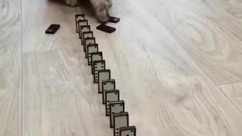 Cute cat plays with dominos!