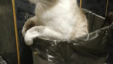 Cat goes to the bucket