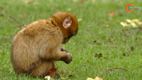 Cute Monkey Eat Some Food | Monkey Eating Style