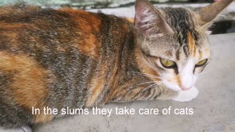 Cat vs. Monkeys in Kuala Lumpur MalaysiaCutest Chummy Calico Cat That I Met | Stray Cats of Malaysia