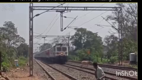 15 horrifying moments when train hitting animals