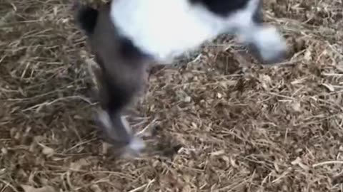 Baby goats very happy enjoy the movement playing jumping and dancing