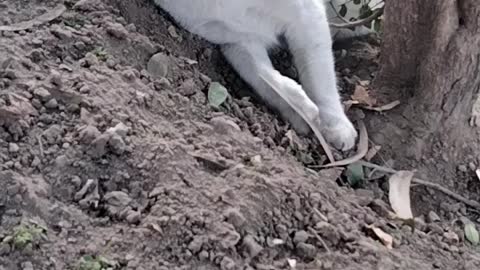 White Cat 🐈 Video By Kingdom of Awais