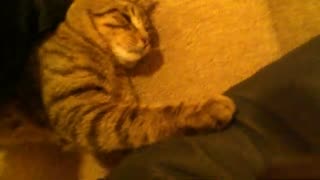 #animals Cat video