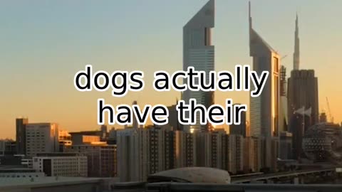 Surprising Dog Facts You Didn't Know: Smelling Cancer and Social Hierarchy.