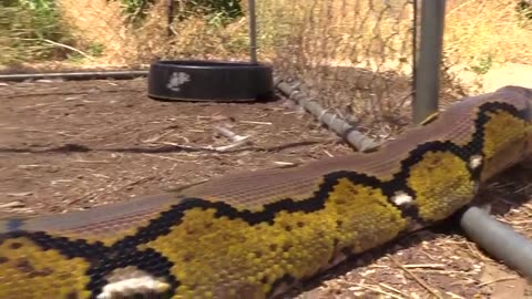 A Slithering Feast: Python Constrictors Swallow Entire Duck Alive