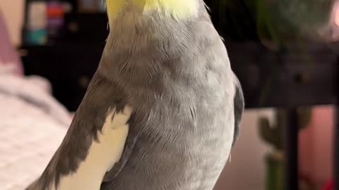parrot singing 2
