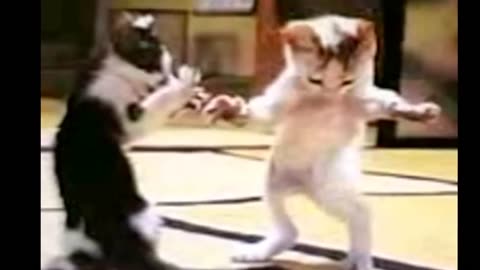 Кошачьи танцы, приколы 2015, смешные животные