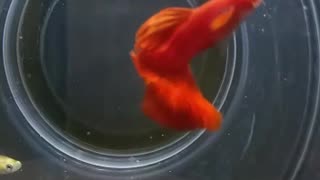 Guppy full red