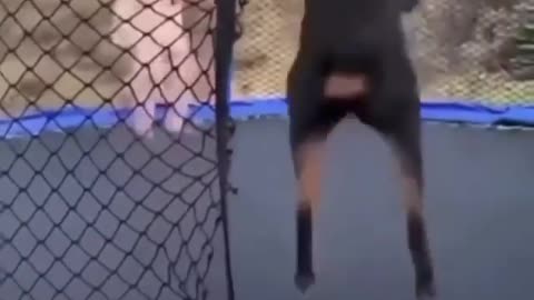 A dog enjoying jumping on a trampoline with a little girl