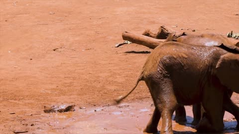 Baby Elephants Play in the Mud