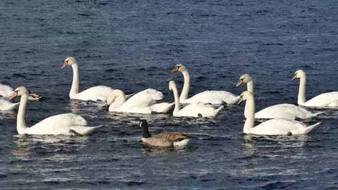 White Swans amazing white swans swimming
