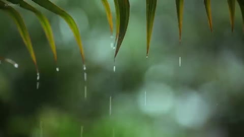 Raindrops • Relaxing Piano Music with Tropical Rain Sounds for Sleep, Work or Meditation