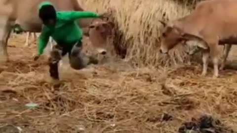 Fanny animals video 📹 cows 🐄 baby 👶 😘