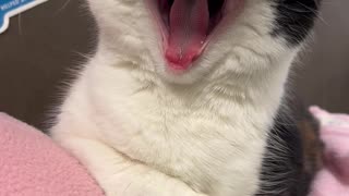 The Cutest Gummy Yawn