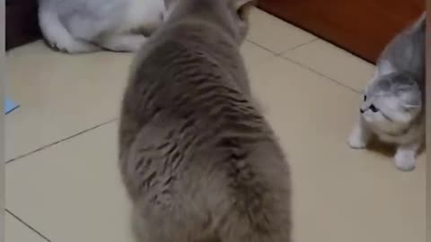 Pawsitively Hilarious: Funny Cat Videos That Will Make You Smile!