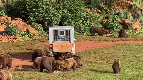 Grizzly Bears Gather For Food