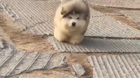 Little Fluffy Chubber Puppers