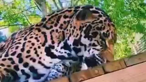 "Owner Sprays Catnip for Jaguar! Hilarious Reaction 😂🐾"