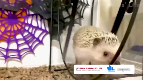 Best Funny Videos of Animals