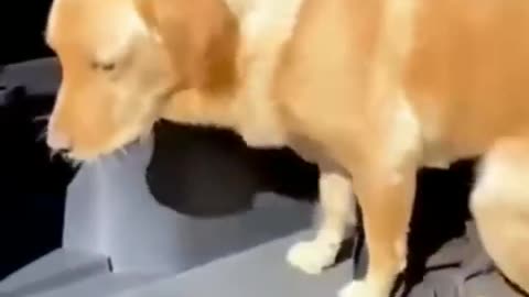 Cute and Funny Animal Video😂
