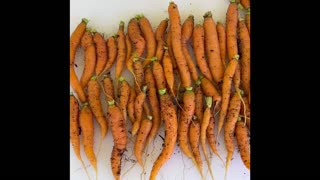 Carrot Harvest