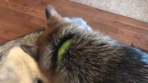 Husky howling just because he can