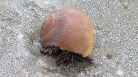 Hermit Crab Crab Ocean Water Waves Perseverance