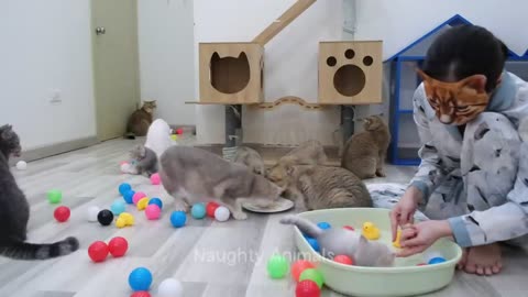 Animaux les plus drôles 😂 Nouvelles vidéos drôles de chats et de chiens 😸