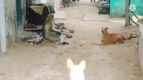 🐒Monkey_and_🐕Dog_fight!_Funny_video!_Animals_fight!