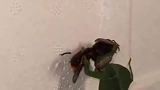 Life ass a bug
