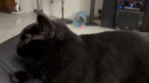 Adopting a Cat from a Shelter Vlog - Cute Precious Piper Guards While Being a Lap Cat