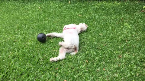 Dogs Relaxing and playing