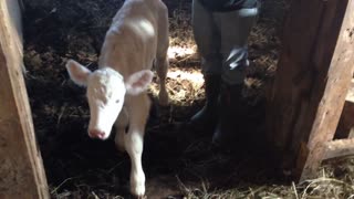 Our Calf Snow ( Mother Abandoned Her)
