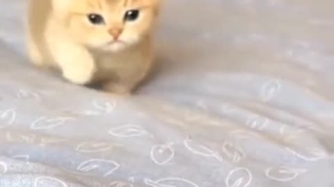 cute kitten