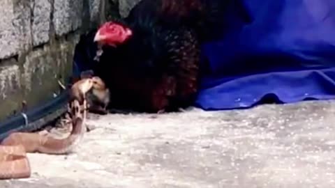 Mother hen protects her chicks Part 1😮#wildanimals #snake #chicken #animals