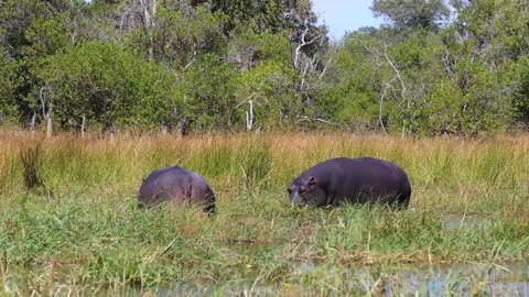 Two hippos at a waterhole