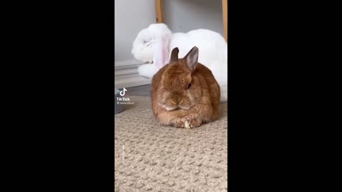Cute Bunnies That I've Found on Tik Tok | BUNNY COMPILATION