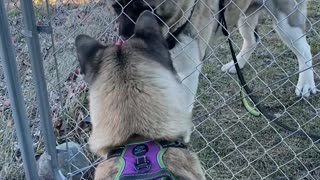 Akita happy to see brother