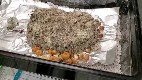 All In One Mushroom Bag 3rd & 4th Flush + How To Rehydrate For More Flushes (My First Time)