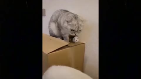 Funniest Cats 🙌 _ Awesome Cute Pet 🙏 _ Animals Life Video 👀