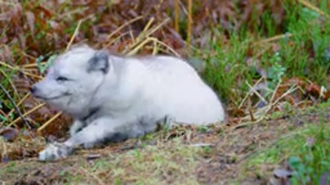 Baby Animals 4K Cute Moments Of Baby Animals With Relaxing Music