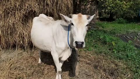 Cow Mooing In A Rural Village Area _ Eight Cow Voice Sound Once By Once In Our Village