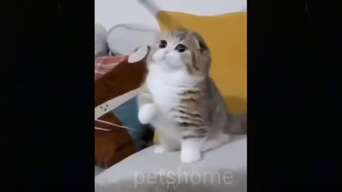 funny cute cat and dog videos