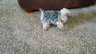 DOG BARKS TO MUSIC! (Yorkie) (ANGRY) (PUPPY) (SONG)